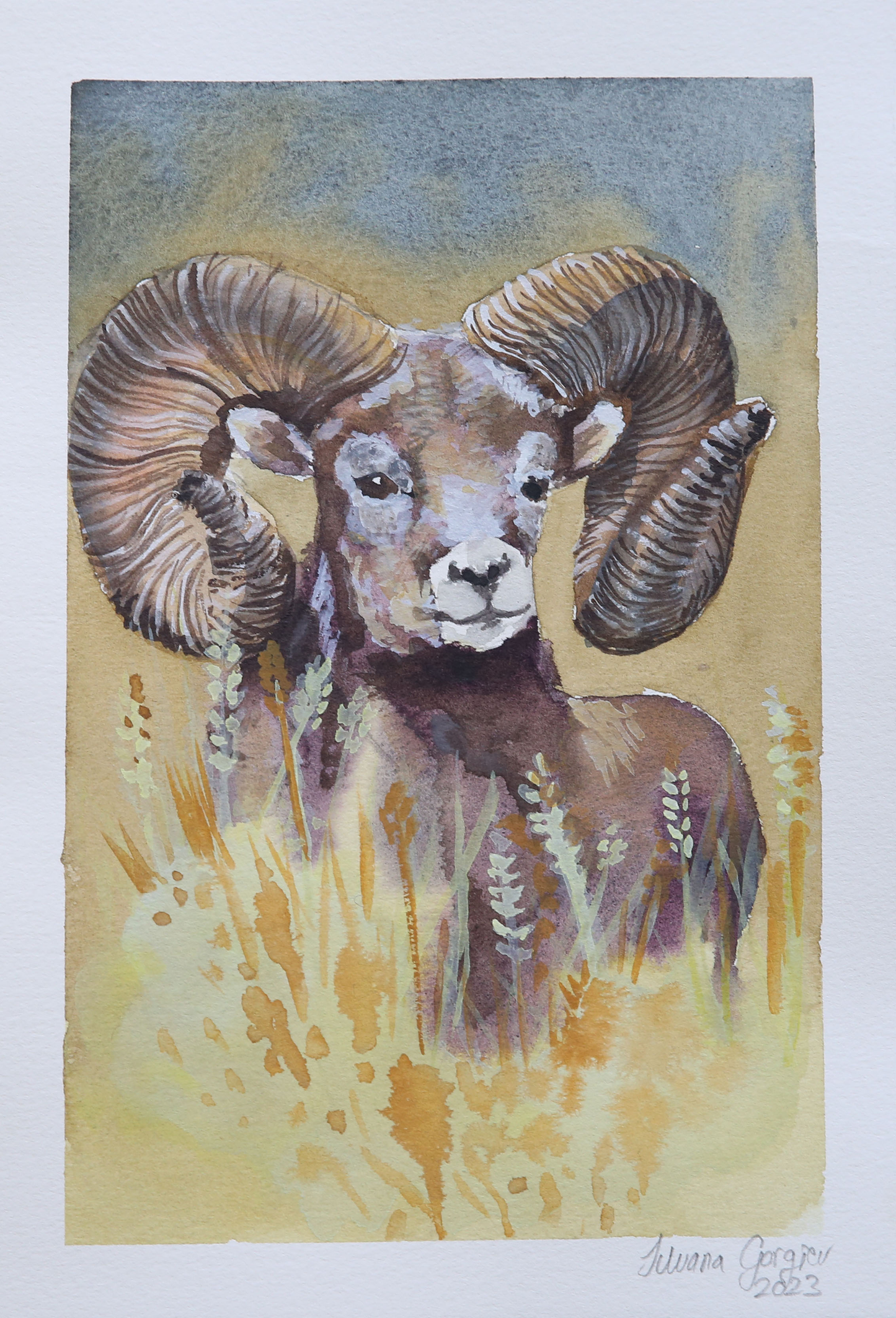 "Bighorn ram" by Silvana Gorgiev